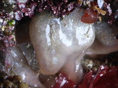 Cystodytes lobatus
