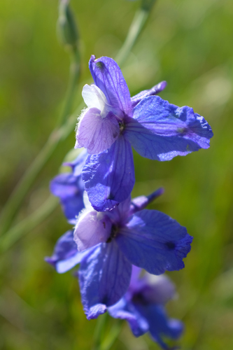 Delphinium parryi ssp. eastwoodiae