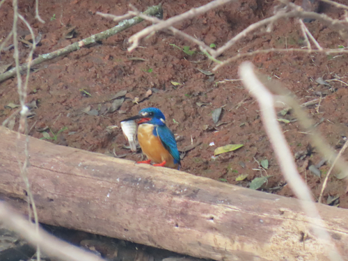 iNaturalist image