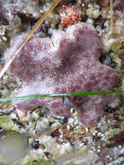 Eudistoma