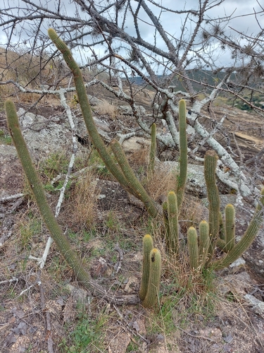 Pilosocereus multicostatus