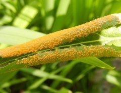 Puccinia pulverulenta