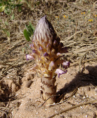Orobanche cernua