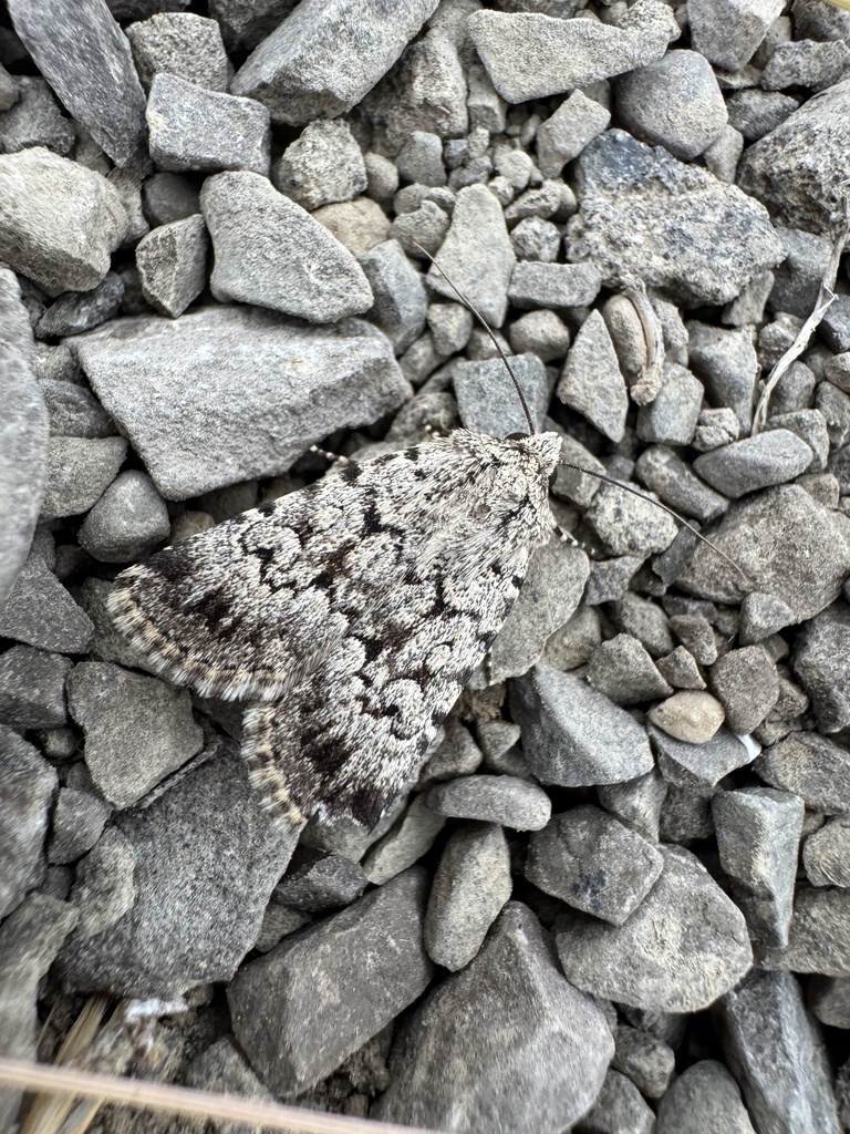 Dichagyris squalidior