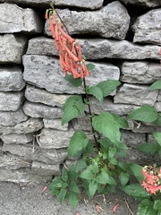 author not stated, no rights reserved Phygelius capensis, photograph author not stated, no rights reserved