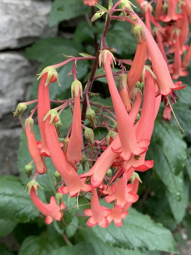 Phygelius capensis, photograph 5