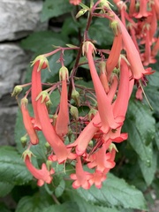 author not stated, no rights reserved Phygelius capensis, photograph author not stated, no rights reserved