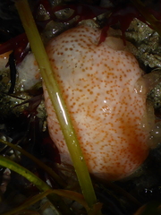Eudistoma molle