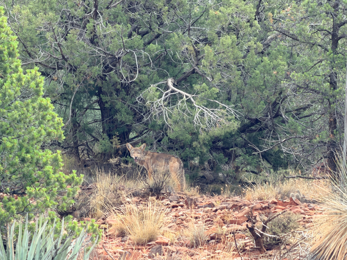 Coyote observed by archy007