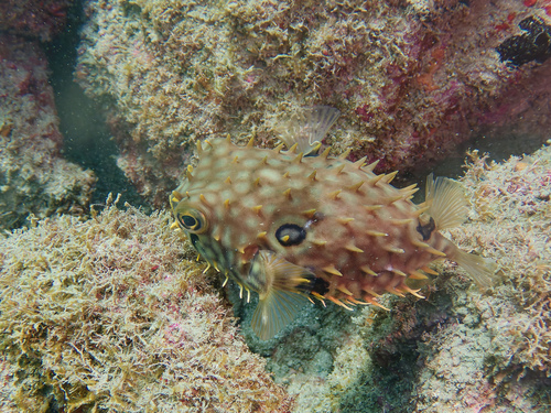 Brown burrfish (Chilomycterus spinosus) — Diodontidae
