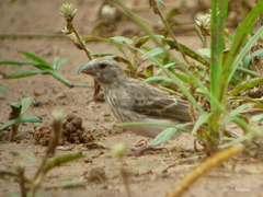 Crithagra leucopygia