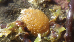 Eudistoma molle