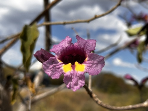 Handroanthus selachidentatus