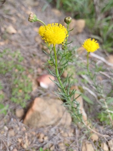 Chrysocoma ciliata, photograph 1