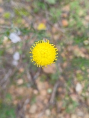 Chrysocoma ciliata, photograph (c) Martjie Fia Fourie, some rights reserved (CC BY)