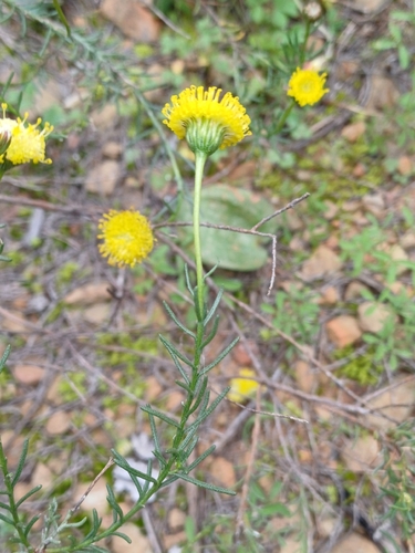 Chrysocoma ciliata, photograph 3