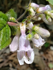 Penstemon pallidus