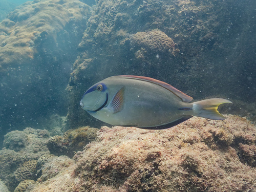 Ocean surgeonfish (Acanthurus bahianus) — Acanthuridae — 3