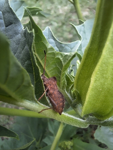 Dock Bug