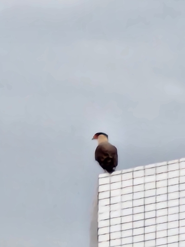 Crested Caracara observed by celso_luiz