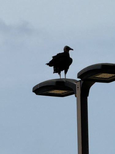 Black Vulture observed by carl_michael_comer