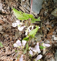 Penstemon pallidus