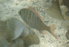 Lethrinus mahsena