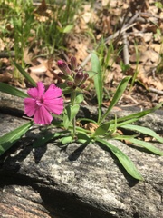 Silene caroliniana