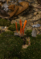 Clavulinopsis