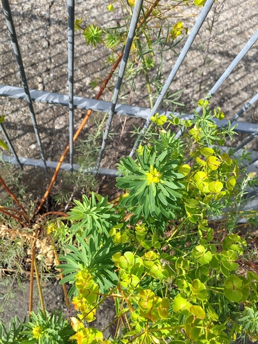 Euphorbia esula, photograph 3