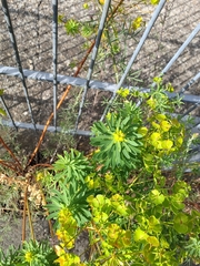 author not stated, no rights reserved Euphorbia esula, photograph author not stated, no rights reserved