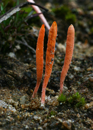 Spicular Clublichen