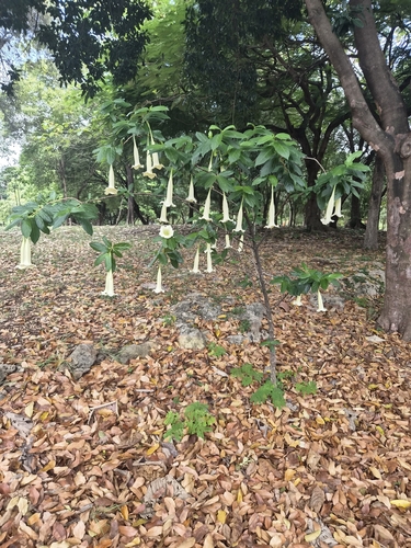 Cubanola domingensis