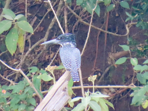 iNaturalist image