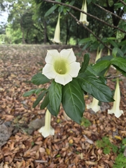 Cubanola domingensis, photograph author not stated, no rights reserved