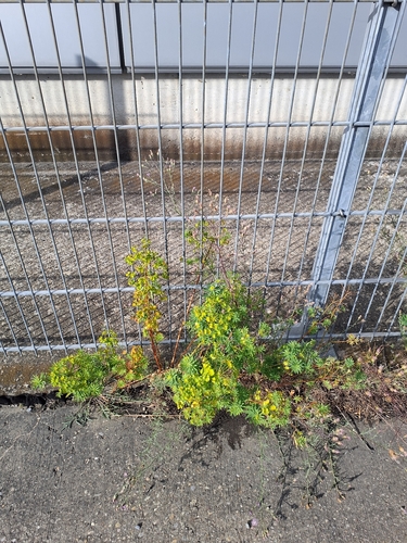 Euphorbia esula, photograph 4