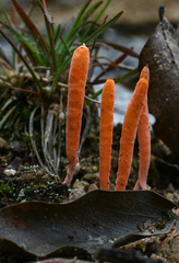 Clavulinopsis