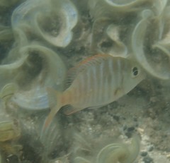 Lethrinus mahsena