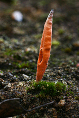 Clavulinopsis
