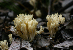 Clavulina coralloides