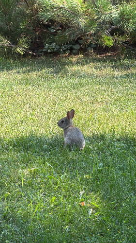 Mountain Cottontail observed by mhyrcza