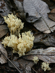 Clavulina coralloides