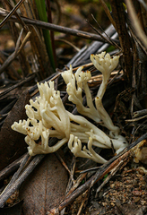 Clavulina coralloides