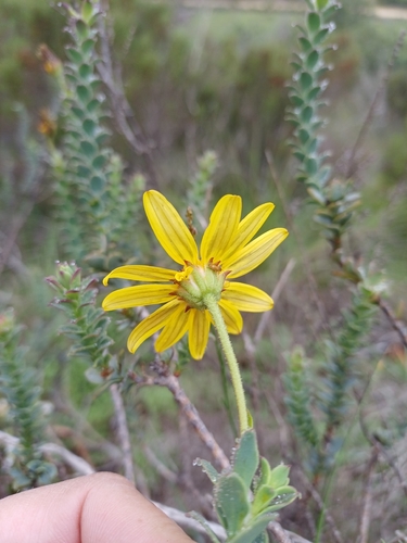 Osteospermum imbricatum, photograph 4