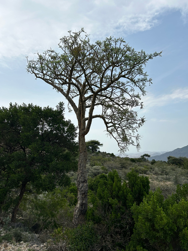 Frankincense Tree