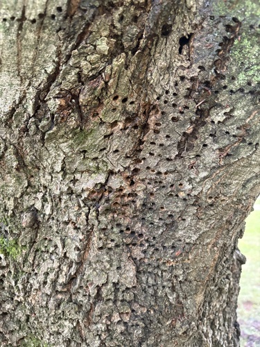 Yellow-bellied Sapsucker observed by gossamer