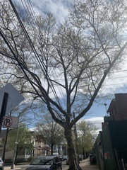 Platanus × hispanica