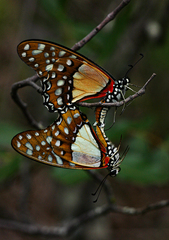 Graphium angolanus