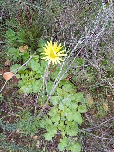 Arctotheca prostrata, photograph 5