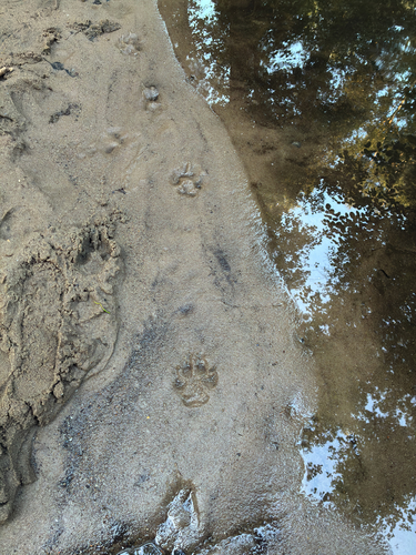 Domestic Dog observed by mammothcavalry